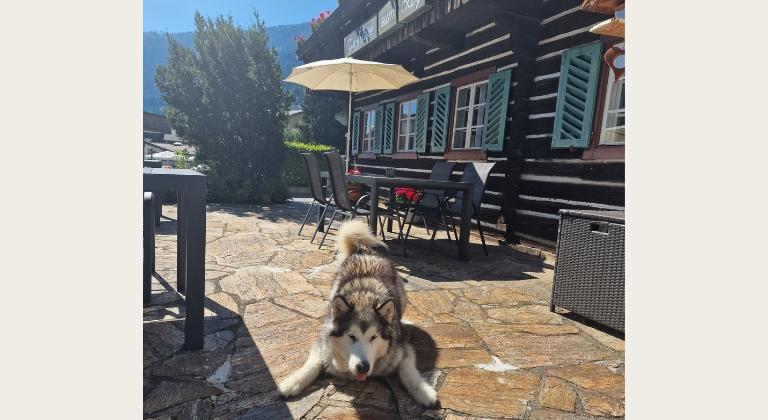 Hund Pulverer