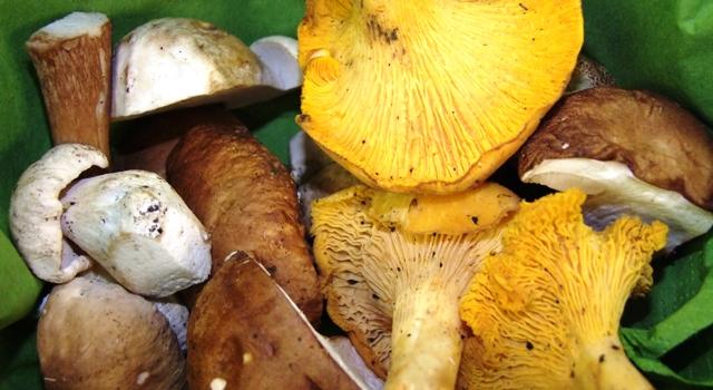 Verschiedene Pilze in einem Korb, darunter gelbe und braune Sorten, auf einem grünen Hintergrund