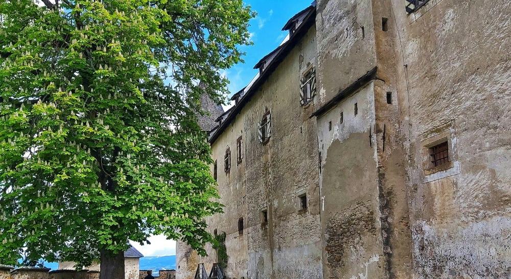 Das Bild zeigt eine alte Burgmauer, die von einem großen, grünen Baum flankiert wird