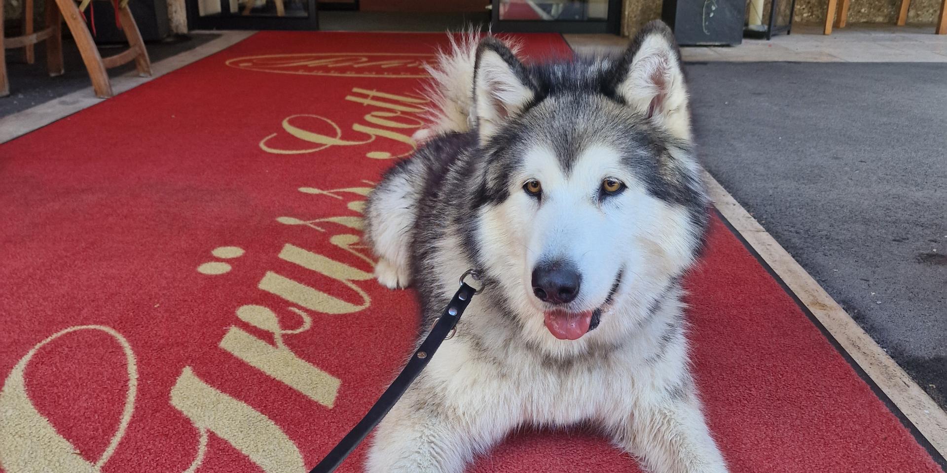 Husky vor dem Eingang des Hotels Pulverer