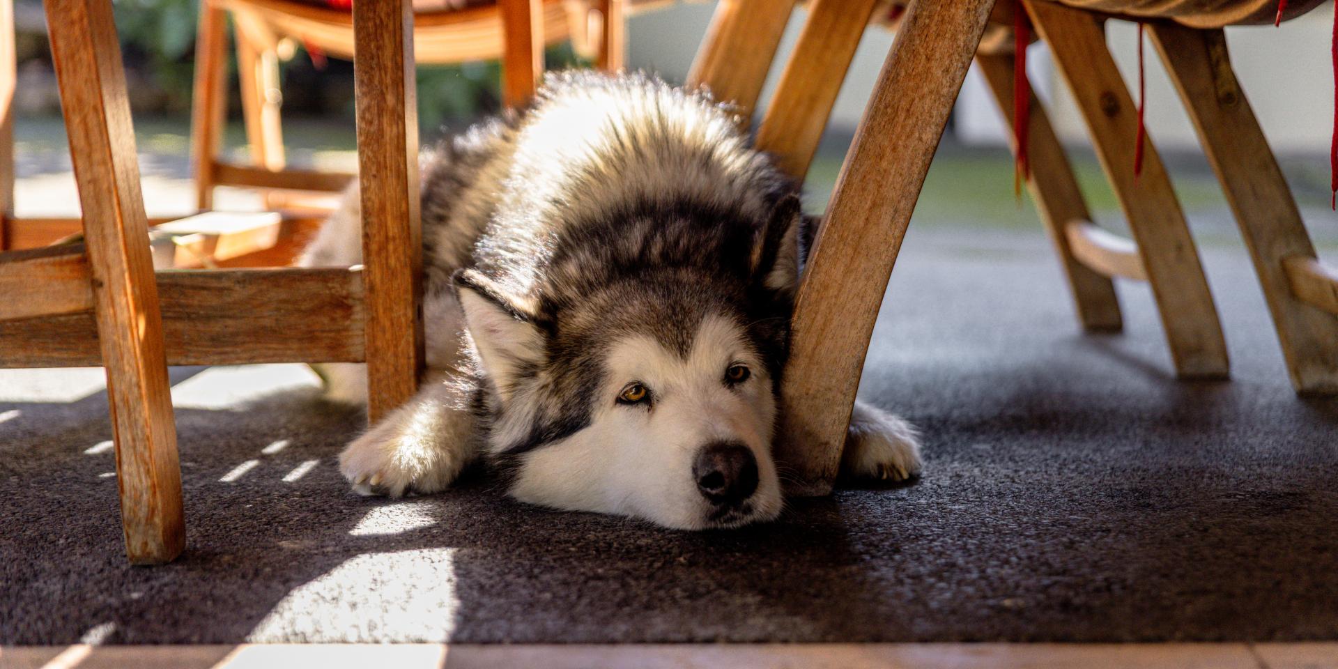 Husky vor dem Eingang des Hotels Pulverer