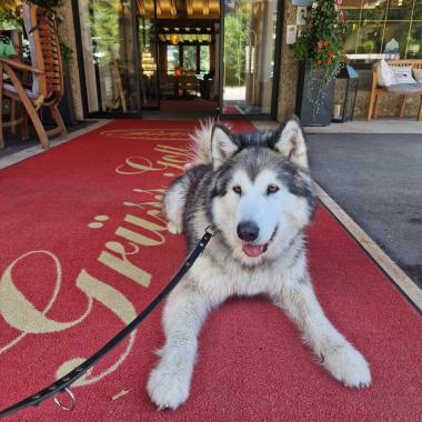 Husky vor dem Eingang des Hotels Pulverer